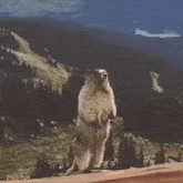 Aaaggghhh Marmot GIF - Aaaggghhh Marmot Scream GIFs