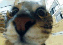 Cat Flying GIF - Cat Flying What The Fuck GIFs