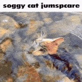 soggy cat jumpscare cat kitty meow wet