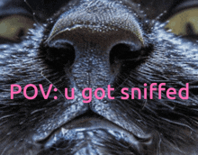 Sniff Sniffing GIF
