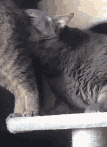 Cat Gato GIF - Cat Gato Kiss GIFs