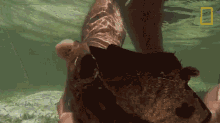 Catching A Fish Primal Survivor GIF - Catching A Fish Primal Survivor Coconut GIFs