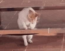 Akayato Cat Sitting GIF - Akayato Cat Sitting Lonely GIFs