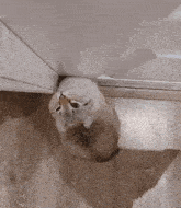 a cat sitting on the floor looking up at the camera