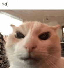 Angry Angry Cat GIF