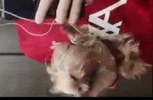 a person is holding a dog 's head with headphones .