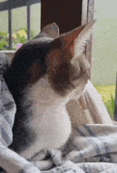 Persefone Cat GIF - Persefone Cat Artemis GIFs