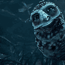 Lotg Owls GIF - Lotg Owls Snow GIFs