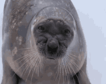 a close up of a seal looking at the camera with a serious look on its face