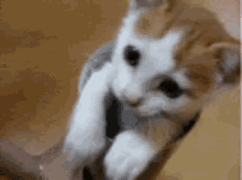 Cat Dodge GIF - Cat Dodge GIFs