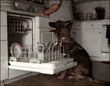 dog dishwasher