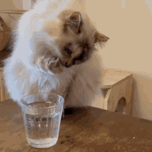 cat water cup drinking