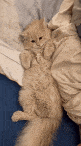 Orange Cat Drunky GIF - Orange Cat Drunky Ginger Hairy Cat GIFs