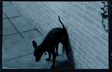 Poop Smart GIF - Poop Smart Dog GIFs