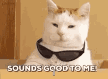 Cat Sounds Good To Me GIF