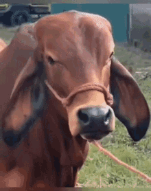 The Cow The Rock Meme GIF