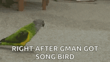 Parrot Play Dead GIF - Parrot Play Dead Die GIFs