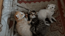 a group of kittens laying on a blanket looking up at the camera