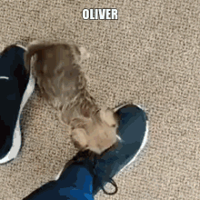 Oliver Dog GIF - Oliver Dog Cute Dog GIFs