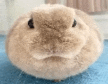 a close up of a fluffy bunny rabbit on a blue carpet .