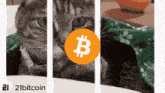 a picture of a cat next to a picture of a bitcoin symbol