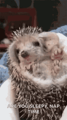 hedgehog yawning gif