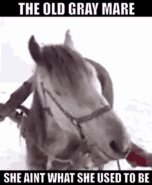 The Old Gray Mare She Aint What She Used To Be GIF - The Old Gray Mare She Aint What She Used To Be Many Long Years Ago GIFs
