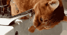 Thirsty Cats GIF - Thirsty Cats You Are So Thirsty GIFs