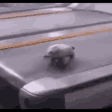 Turtle Treadmill GIF - Turtle Treadmill Fast GIFs