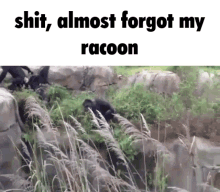 Racoon Racoon Throw GIF - Racoon Racoon Throw Monkey GIFs