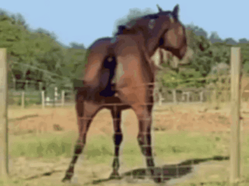 Horse Butt GIFs | Tenor