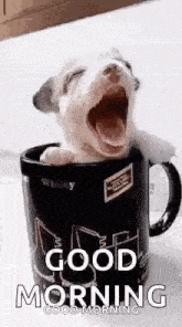 Puppy Cup GIF - Puppy Cup Goodmorning GIFs