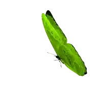 a bright green butterfly with a black tail is flying on a white background