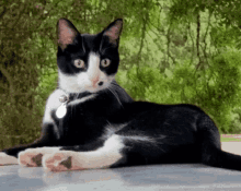 Cat Chat GIF - Cat Chat Wut GIFs