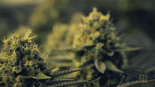 Merry Jane Wide World Of Cannabis GIF - Merry Jane Wide World Of Cannabis Lemon Og GIFs