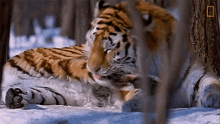 Grooming Tiger Global Tiger Day See Why These Cats Earned Their Stripes GIF - Grooming Tiger Global Tiger Day See Why These Cats Earned Their Stripes Nat Geo Wild GIFs