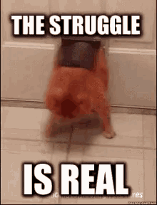 Struggle The Struggle Is Real GIF - Struggle The Struggle Is Real Cats GIFs