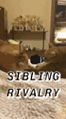 Sibling Fight GIF - Sibling Fight Rivalry GIFs