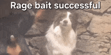 a picture of a dog with the words rage bait successful