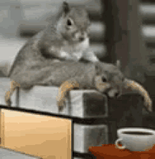 Massage Squirrel GIF