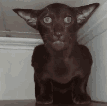 Morcego Assustador GIF - Morcego Assustador Gato GIFs