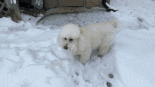 Snowball Sadie GIF - Snowball Sadie Pixelmon GIFs