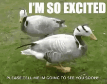 Excited Dancing GIF - Excited Dancing Ducks GIFs