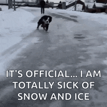 Ice Dog GIF - Ice Dog Fail GIFs