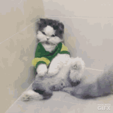 Leo Cat GIF - Leo Cat พี่ลีโอ GIFs