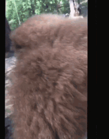 a close up of a brown furry animal 's fur