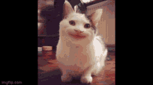 Cat Beluga GIF - Cat Beluga Youtube GIFs
