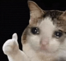 a close up of a cat giving a thumbs up sign .
