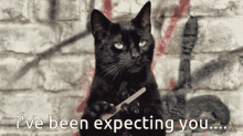 Ive Been Expecting You Cat GIF - Ive Been Expecting You Cat GIFs