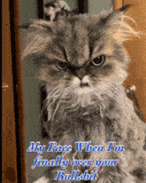 a picture of a cat with a caption that says my face when i 'm finally over your bullshit